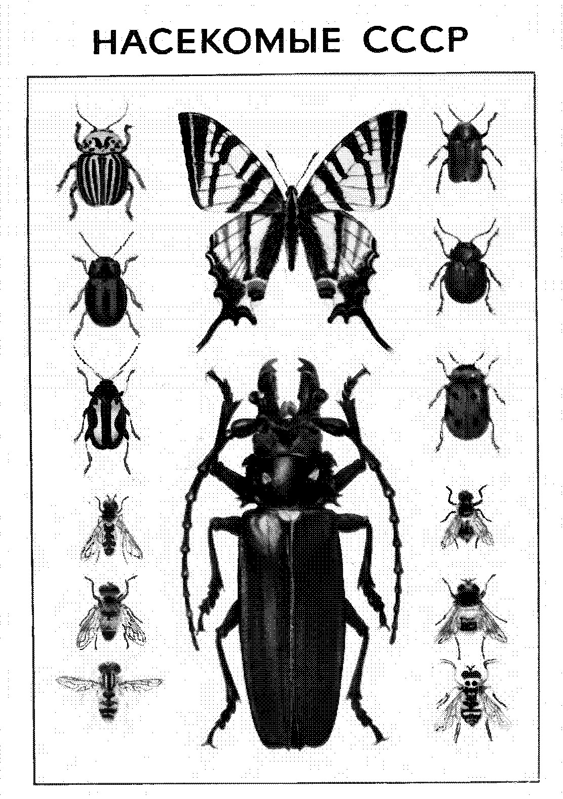 НАСЕКОМЫЕ СССР