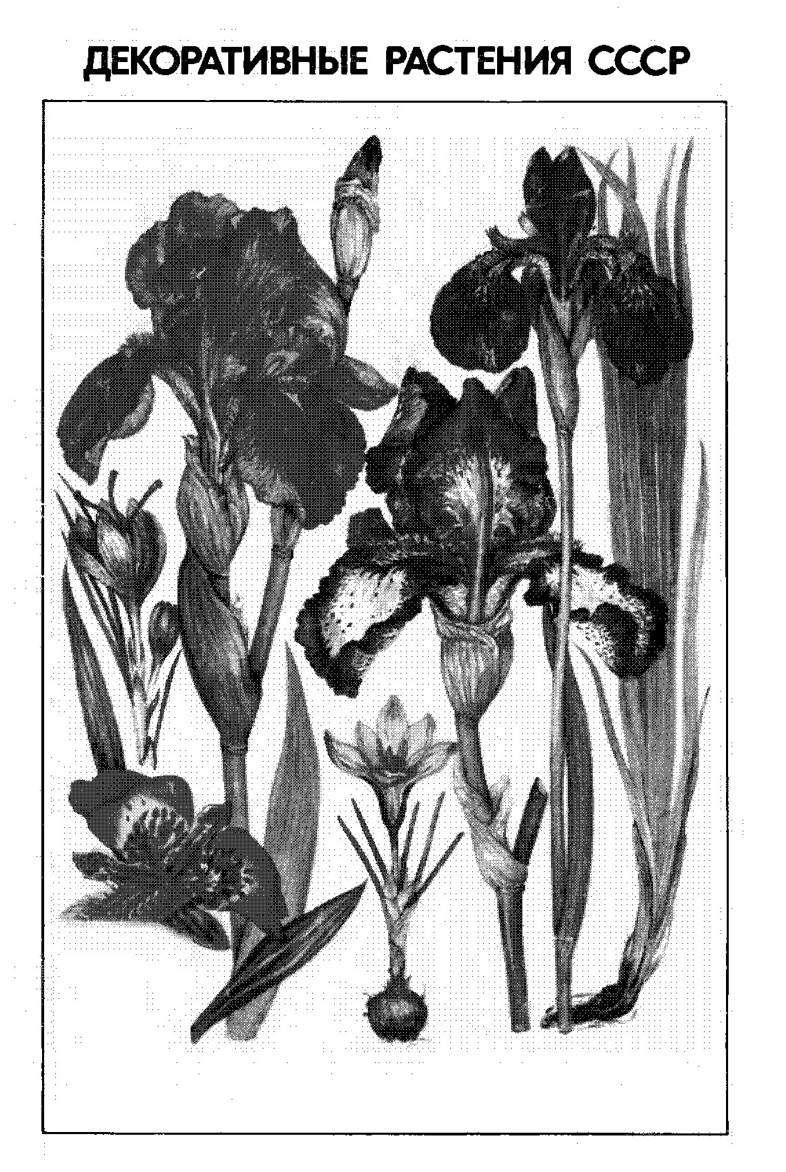 ДЕКОРАТИВНЫЕ РАСТЕНИЯ СССР