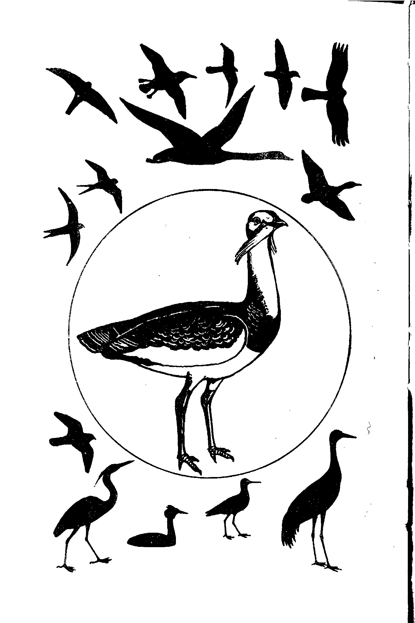 Птицы открытых и околоводных пространств СССР Полевой определитель