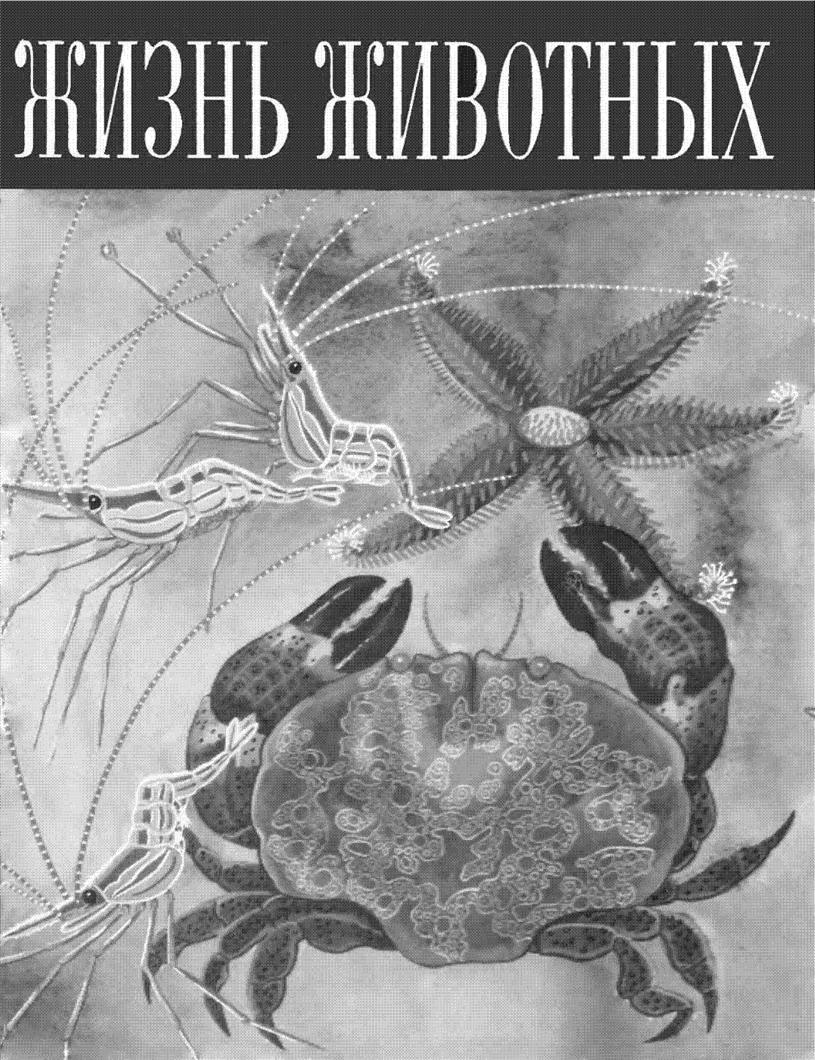 июнь животных